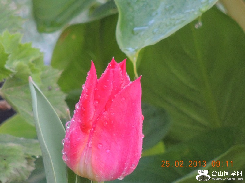 flower 634_.jpg