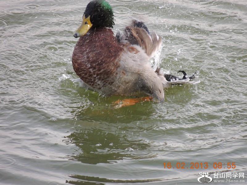 bird 677_.jpg