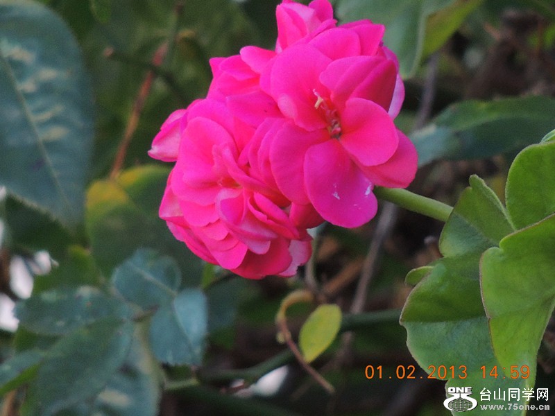 flower 216_.jpg