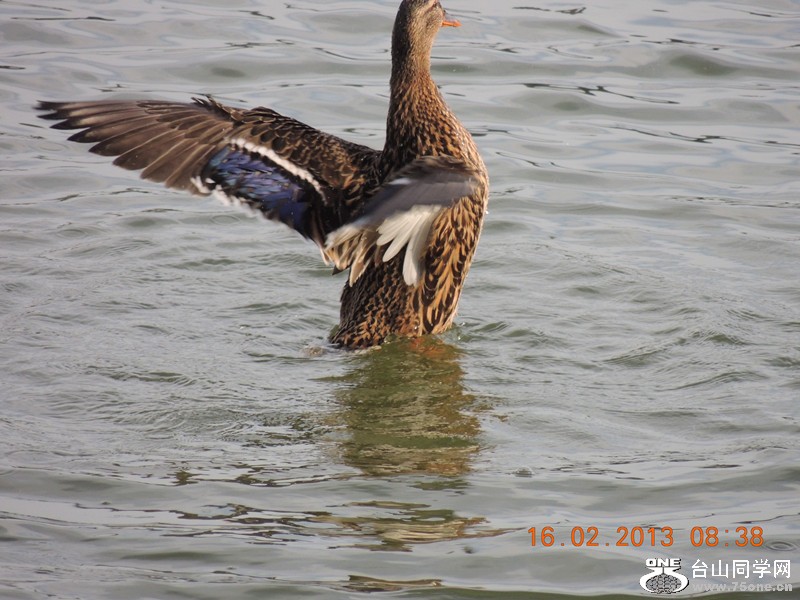 bird 632_.jpg