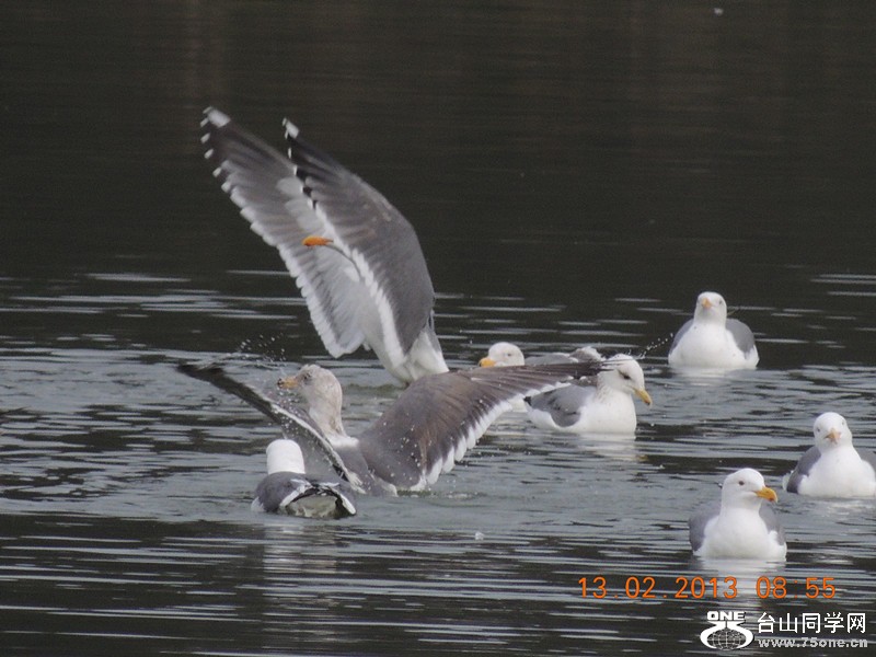 bird 418_.jpg