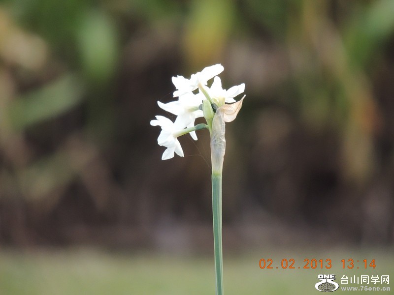 flower 242_.jpg