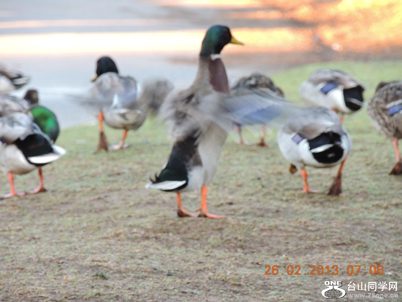 bird 1172_.jpg