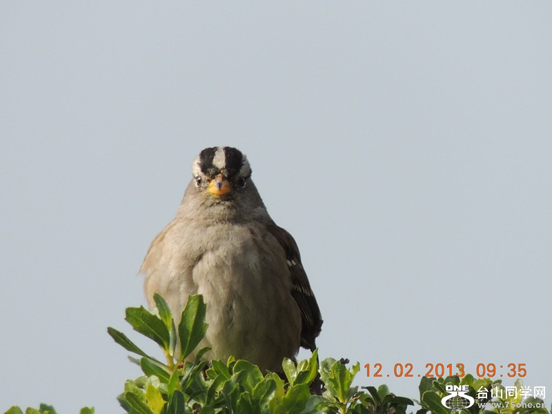 bird 393_.jpg