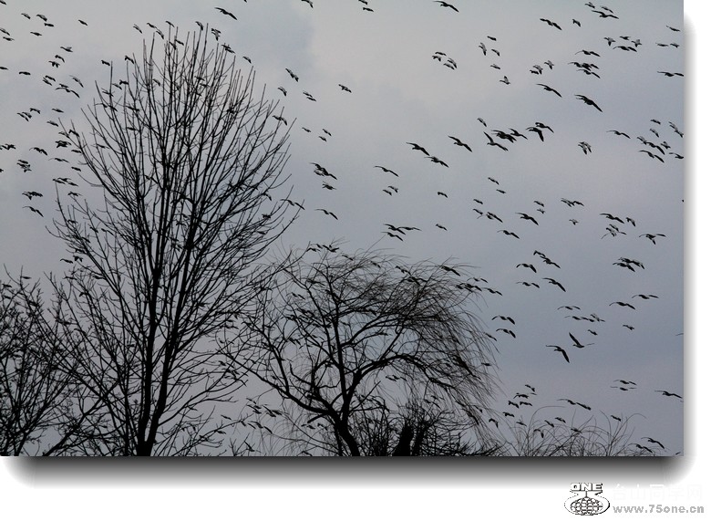IMG_7994A.jpg