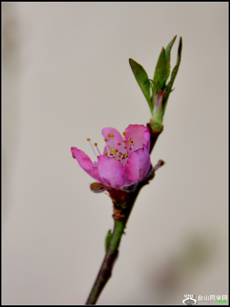 DSC_2726.jpg