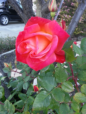 20130211_092530.jpg