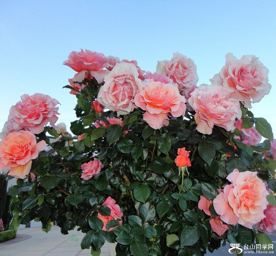 DSC01529-dz.jpg