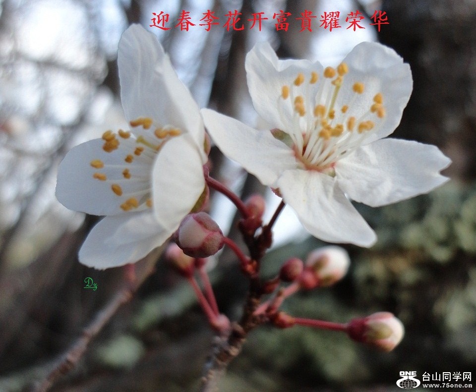 DSC04813-dz.jpg