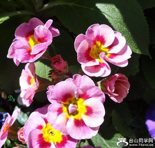 DSC00682-dz - Copy.jpg
