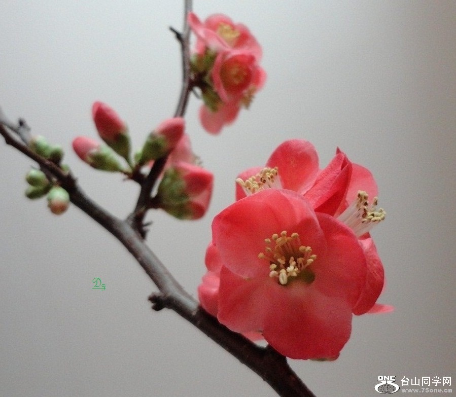 DSC04839-dz.jpg