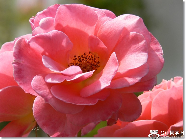 flowers 21-01-13 055.jpg