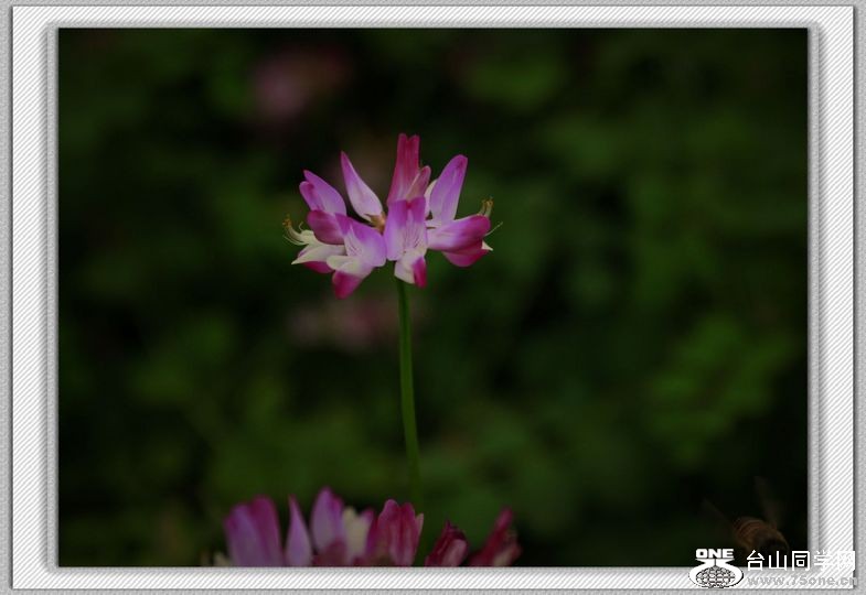 _MG_1052.jpg