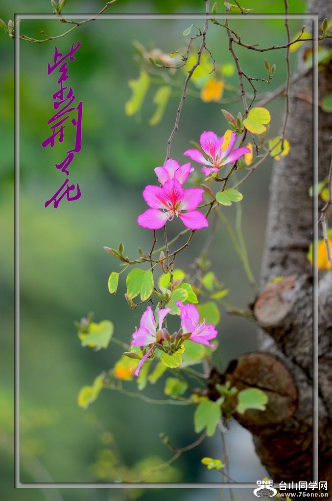 DSC_6014_conew1.jpg