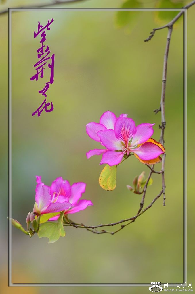 DSC_6011_conew1.jpg