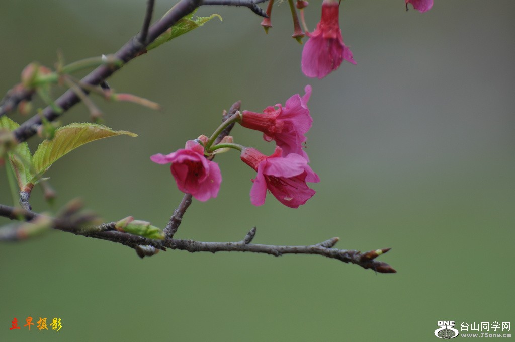 DSC_6517.JPG