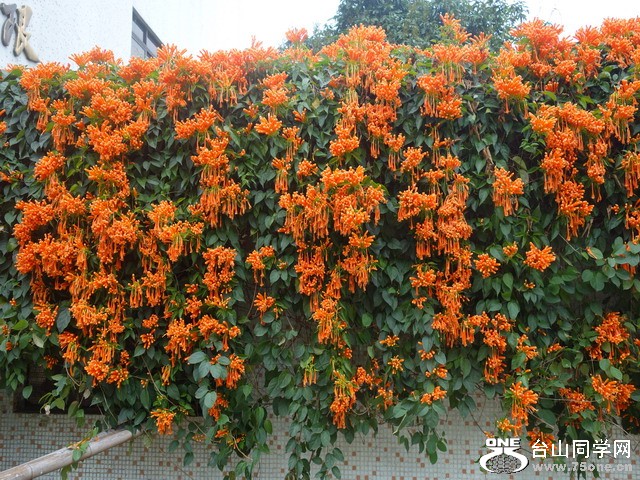 ����ɽ��