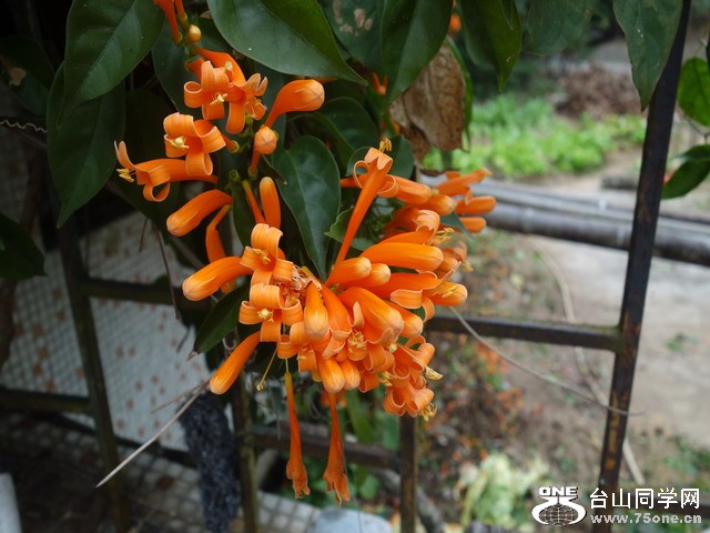 ����ɽ��