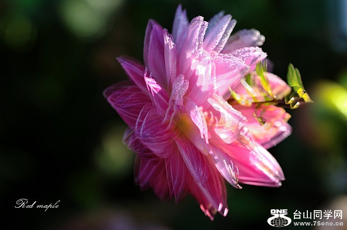 DSC_9300_����.jpg