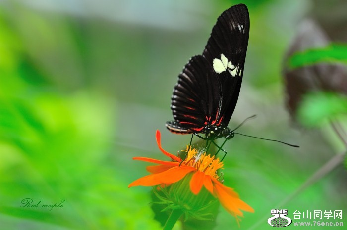 DSC_8374_����.jpg