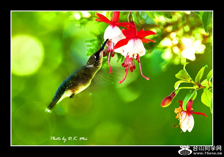 DSC_0021C.jpg