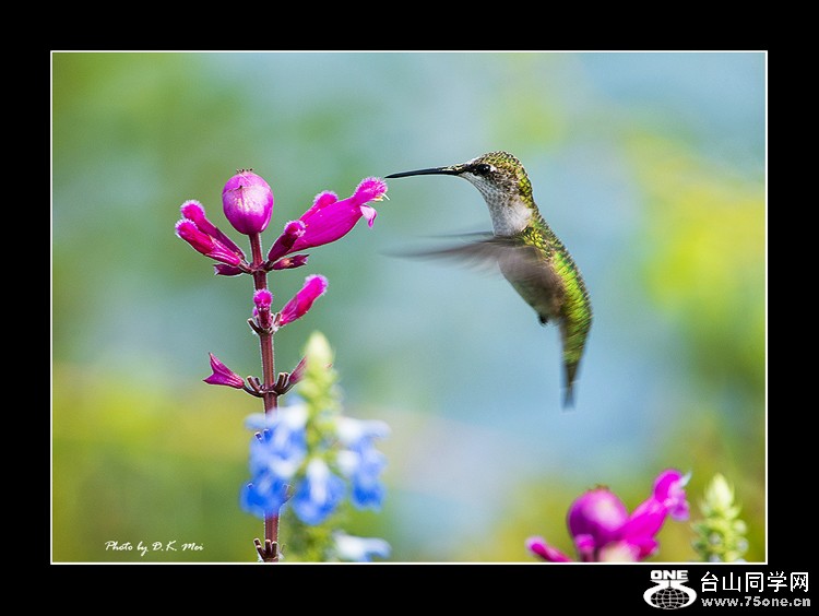 DSC_4817C.jpg