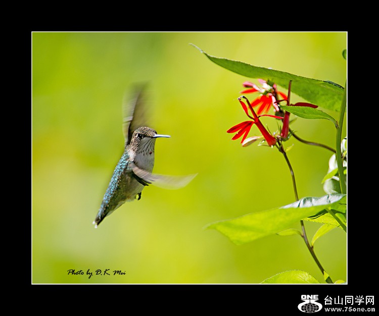 DSC_5159C.jpg