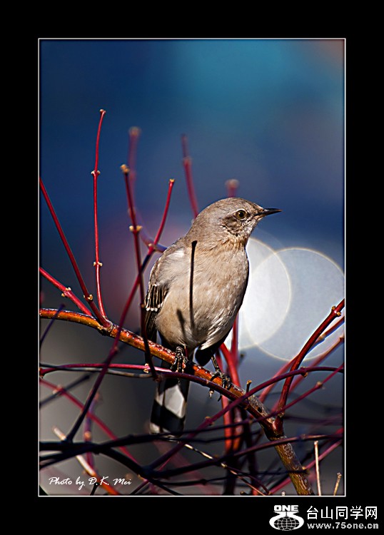 DSC_0207C.jpg