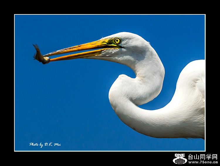 DSC_0276C.jpg