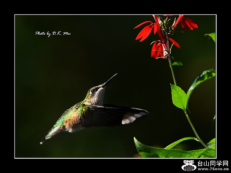 DSC_5698C.jpg