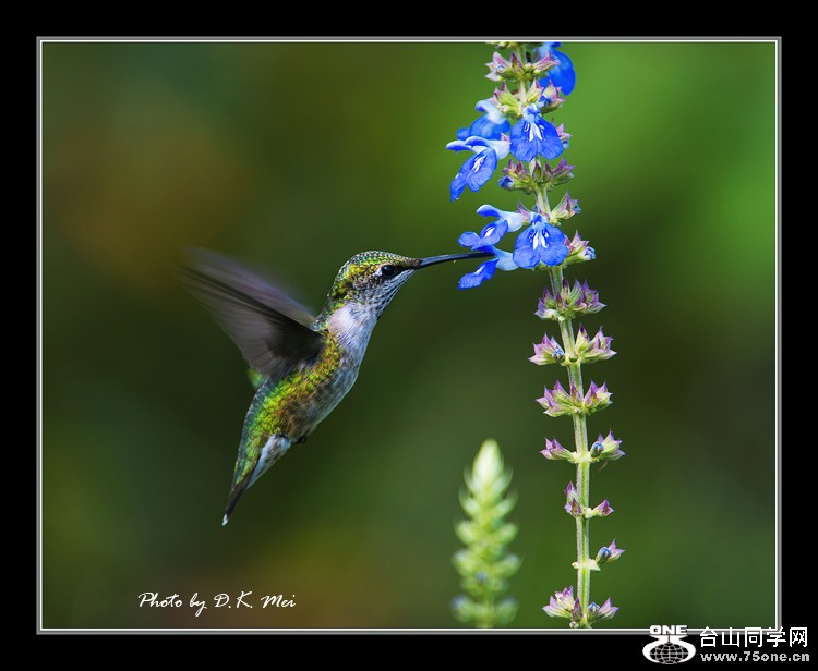 DSC_4814C.jpg