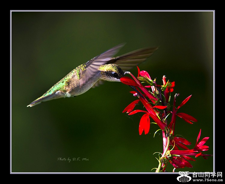 DSC_5247C.jpg