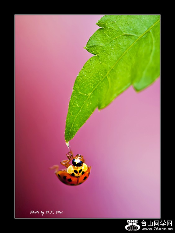 DSC_0065C.jpg