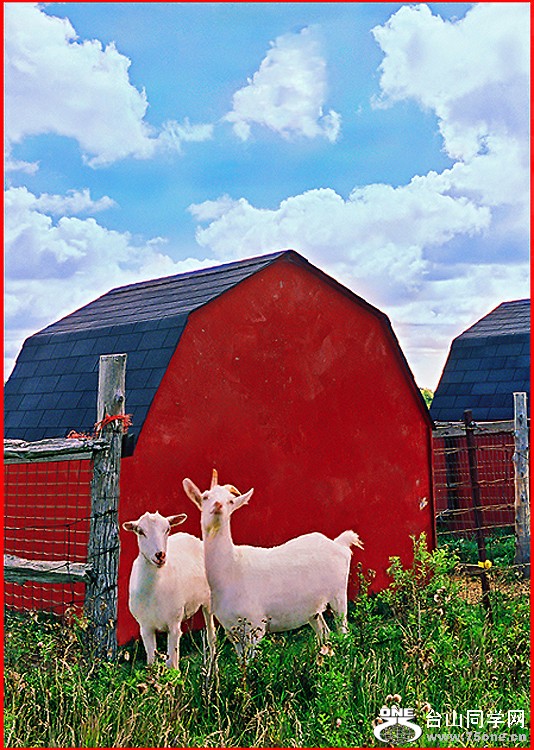 Goats1.jpg