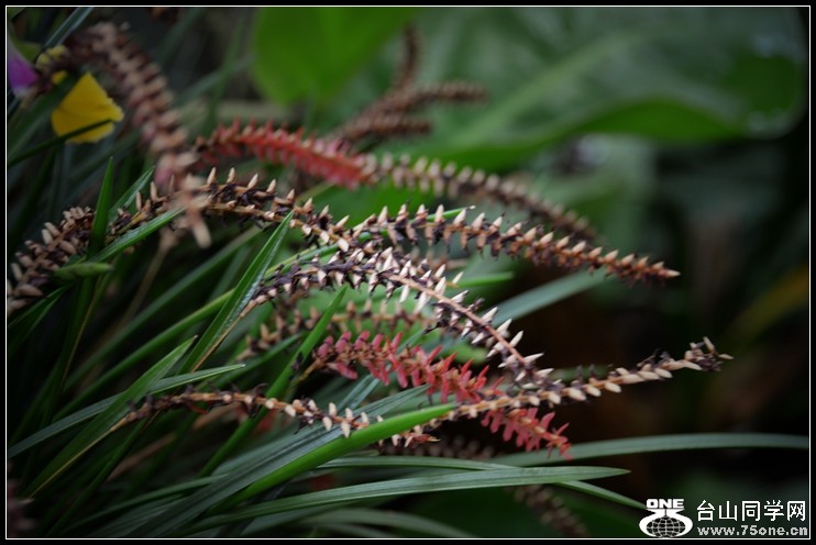 2013-2-2 Flowers 129_.jpg