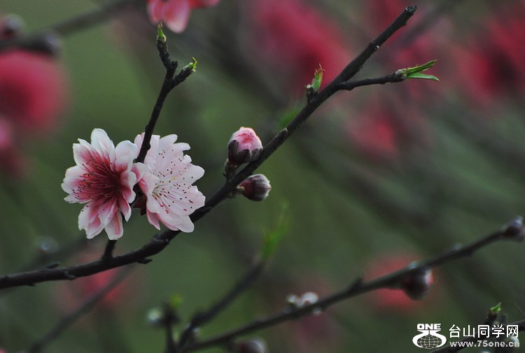 DSC_1067.JPG