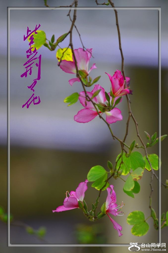 DSC_6011.jpg