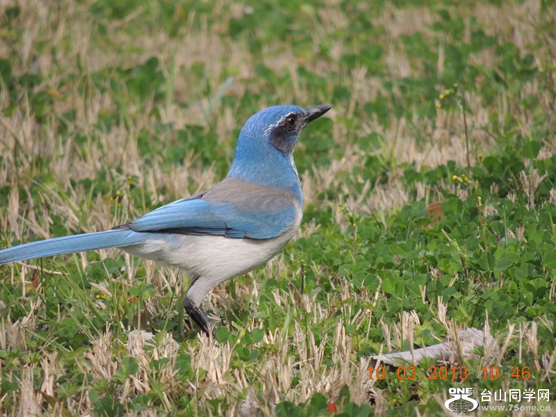 bird 1434_.jpg