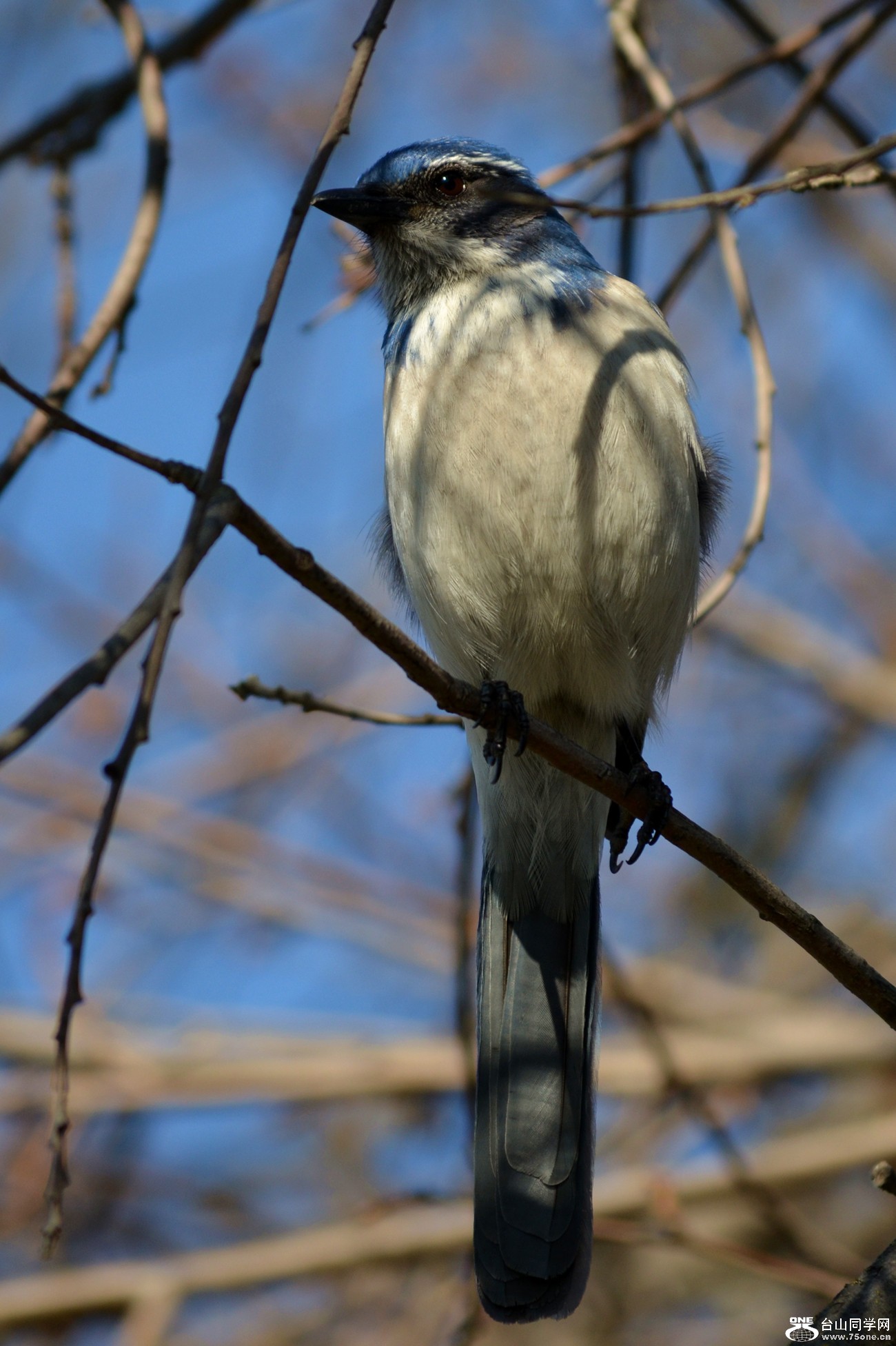 DSC_7926_10.jpg