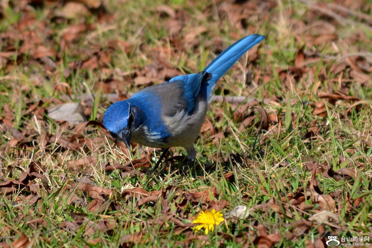 DSC_7699_7.jpg