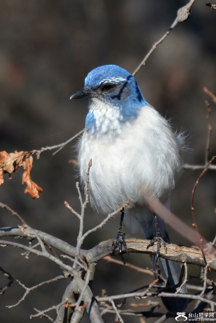 DSC_5156_3.jpg