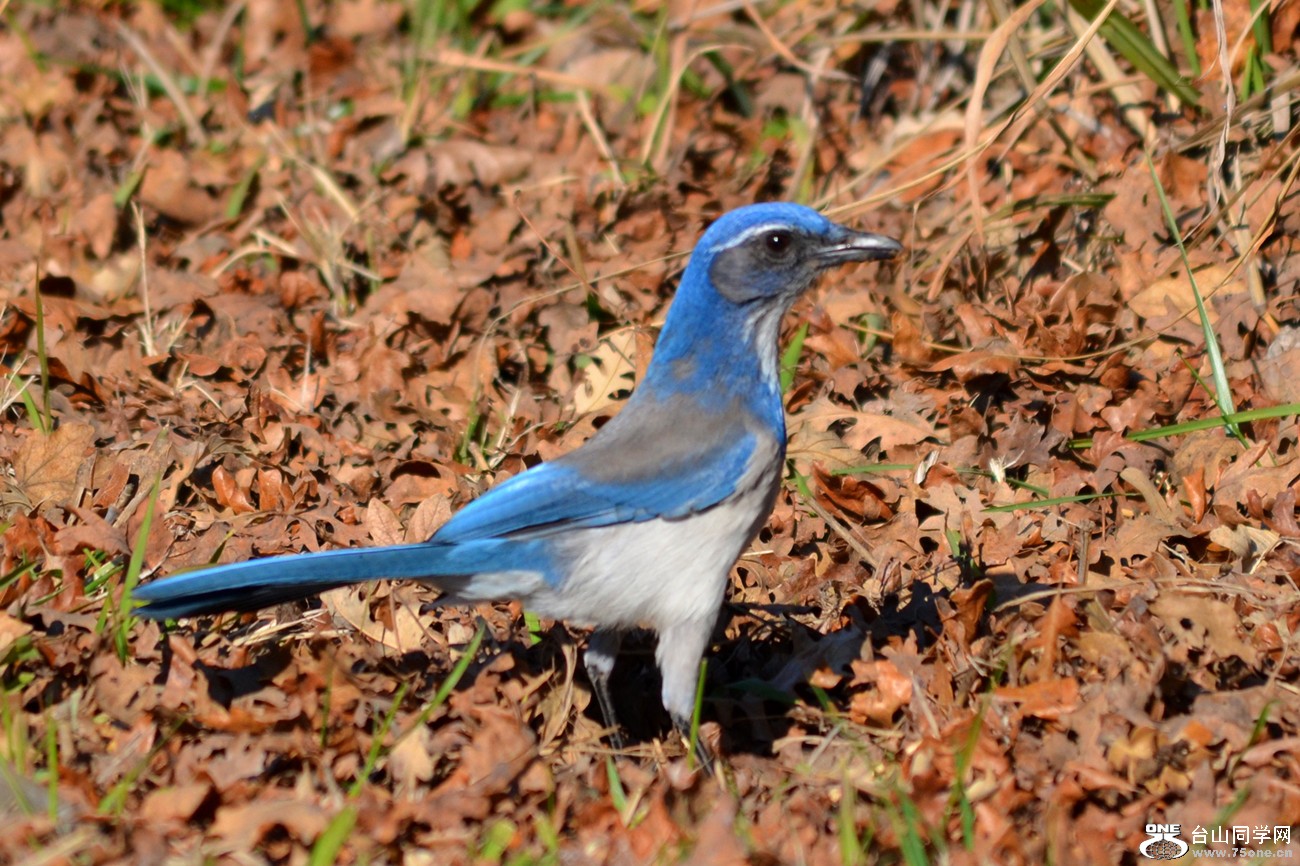 DSC_5201_6.jpg