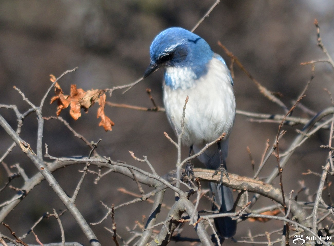 DSC_5152_37.jpg