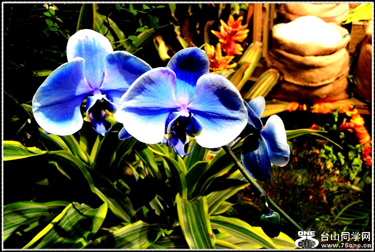 DSCN6248.jpg