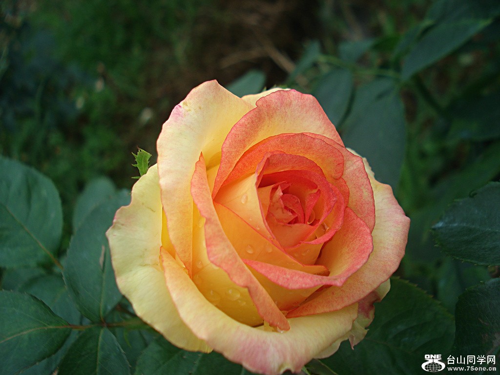 DSC00016.jpg