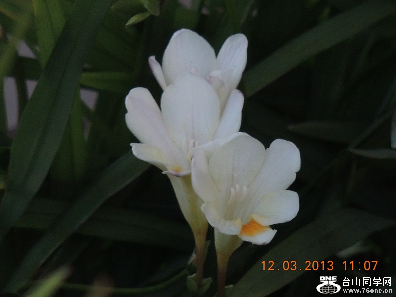 flower 1227_.jpg