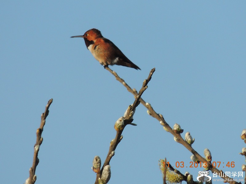 bird 1484_.jpg
