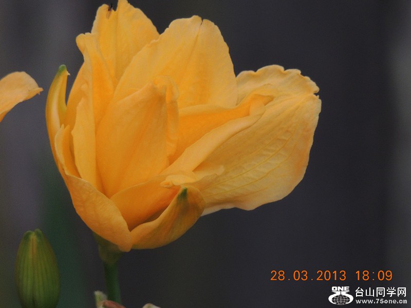 flower 2083_.jpg