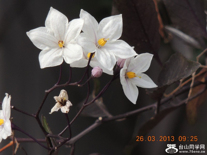 flower 1894_.jpg