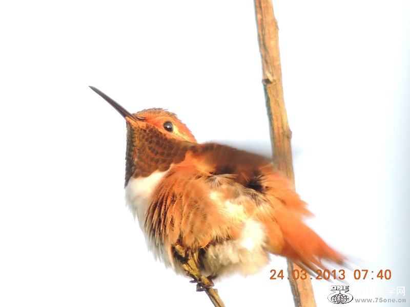 bird 1840_.jpg